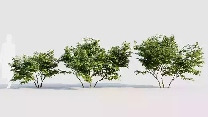 Vaccinium caesariense a