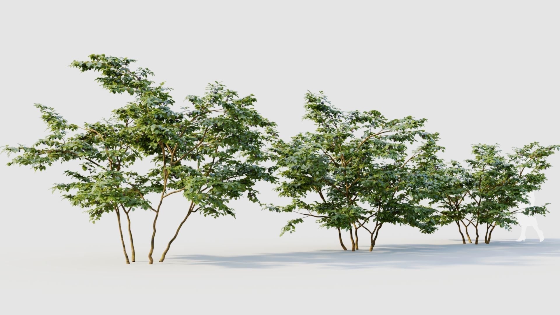 Vaccinium corymbosum b 3D model_4