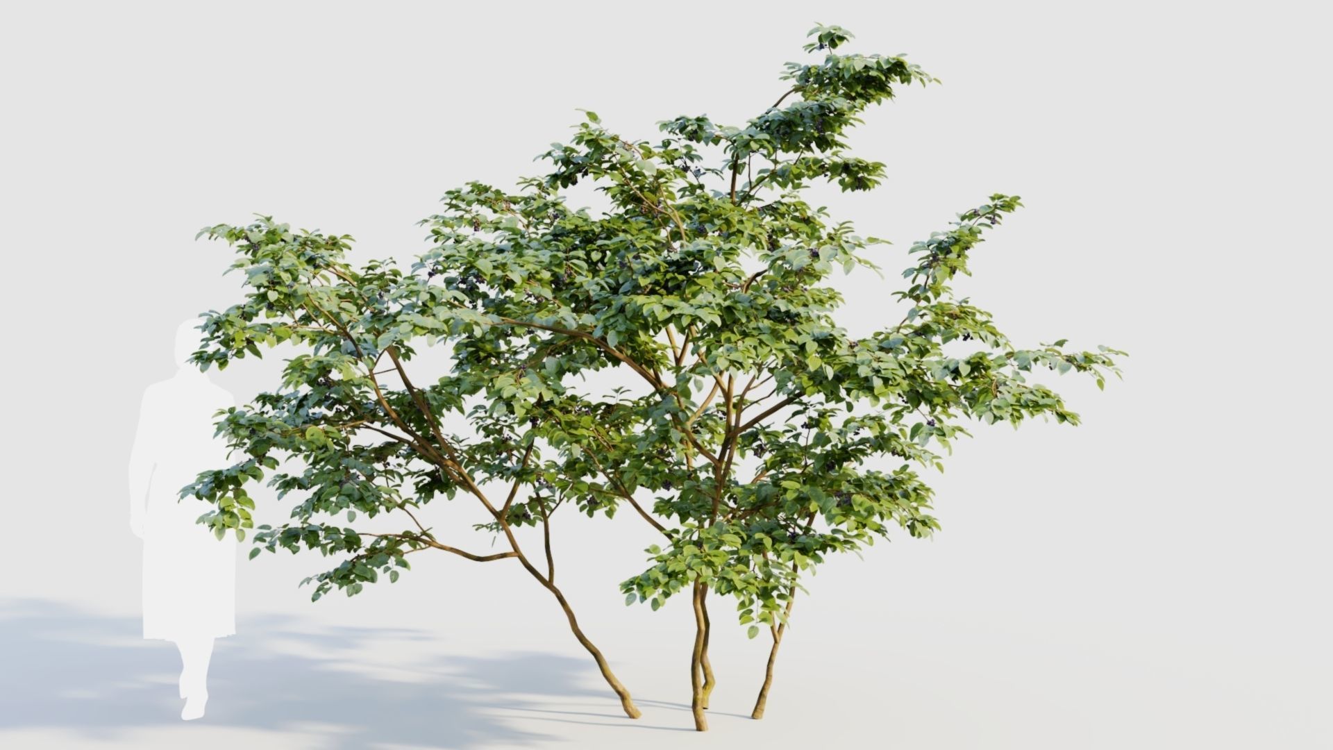 Vaccinium corymbosum b 3D model_7
