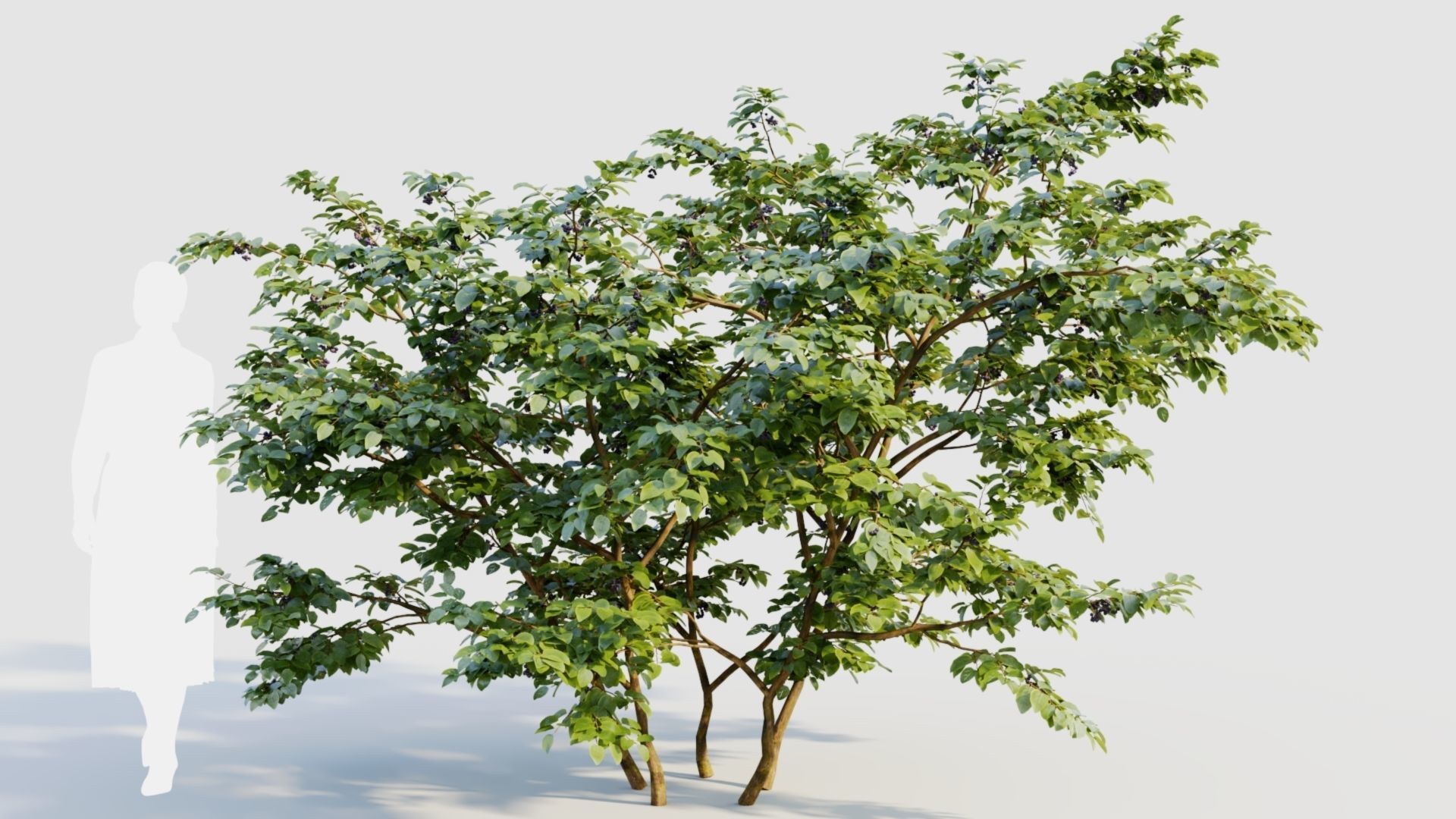 Vaccinium corymbosum b 3D model_6