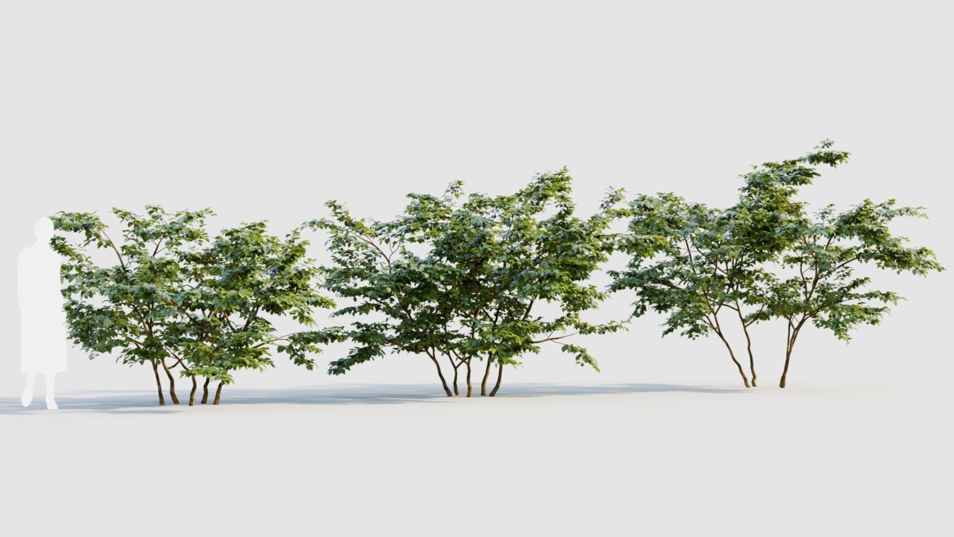 Vaccinium corymbosum b 3D model_3