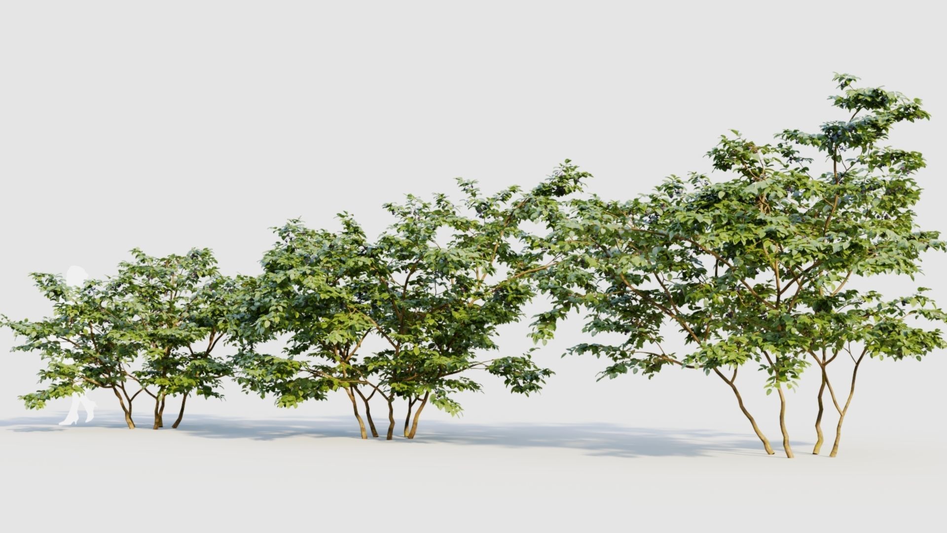 Vaccinium corymbosum b 3D model_1