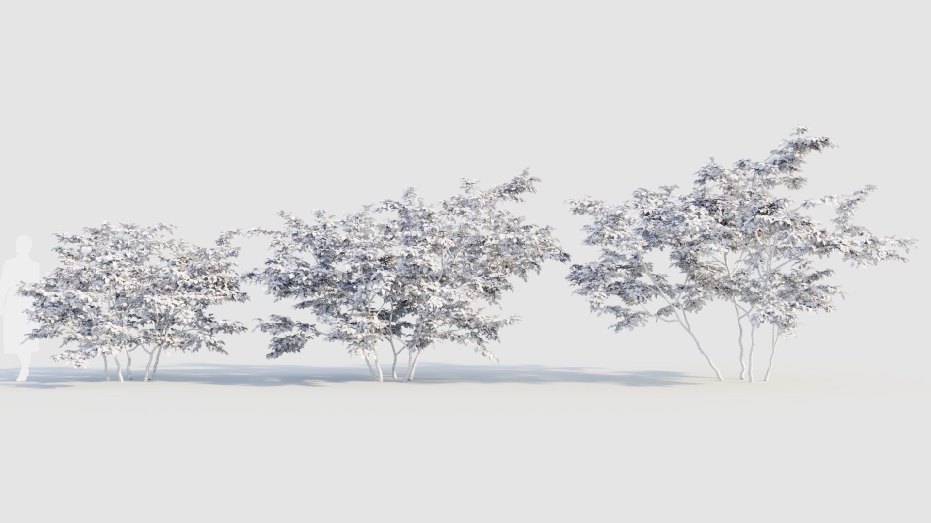 Vaccinium corymbosum b 3D model_8