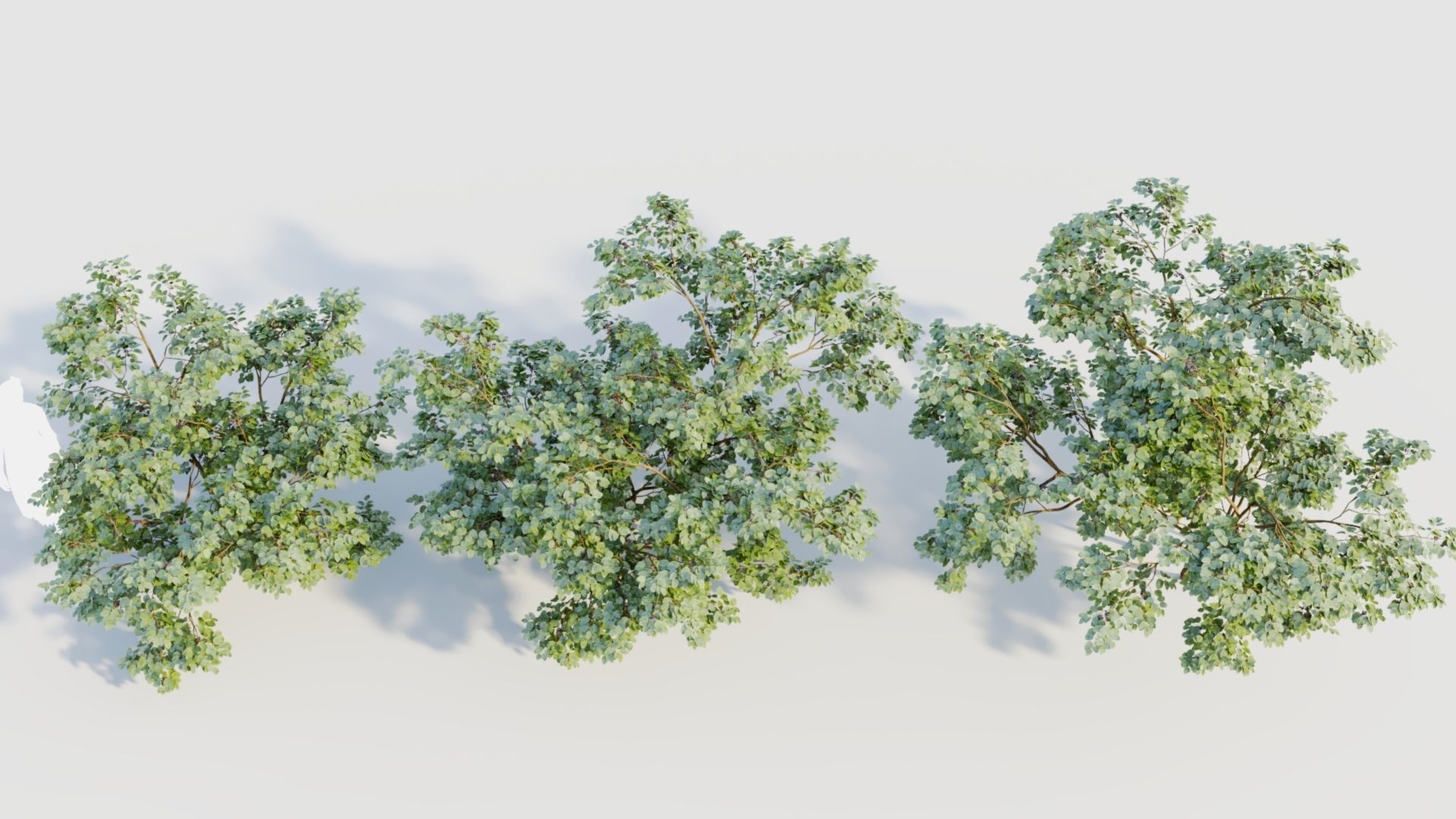 Vaccinium corymbosum b 3D model_2