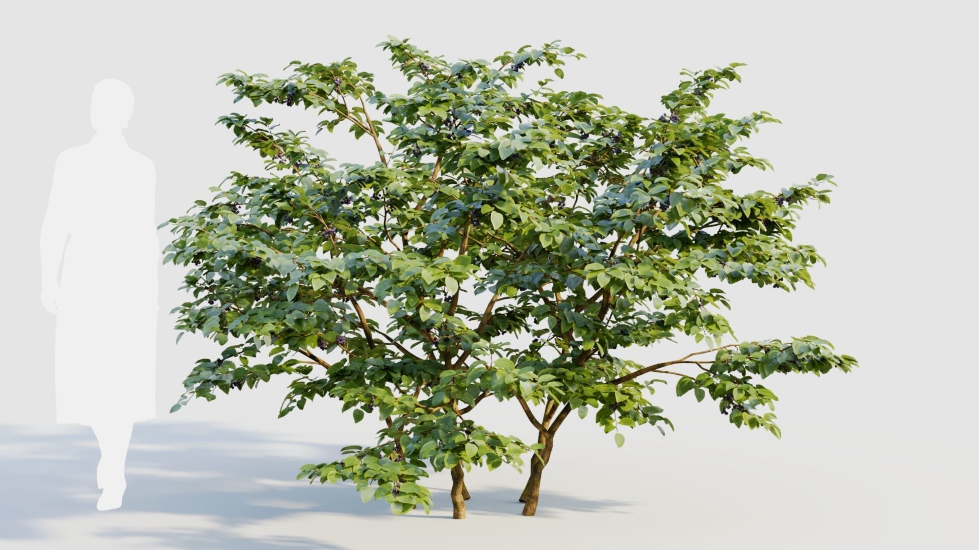 Vaccinium corymbosum b 3D model_5