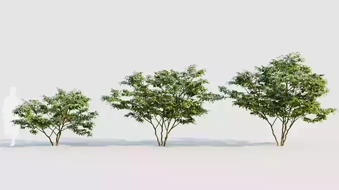 Vaccinium corymbosum c