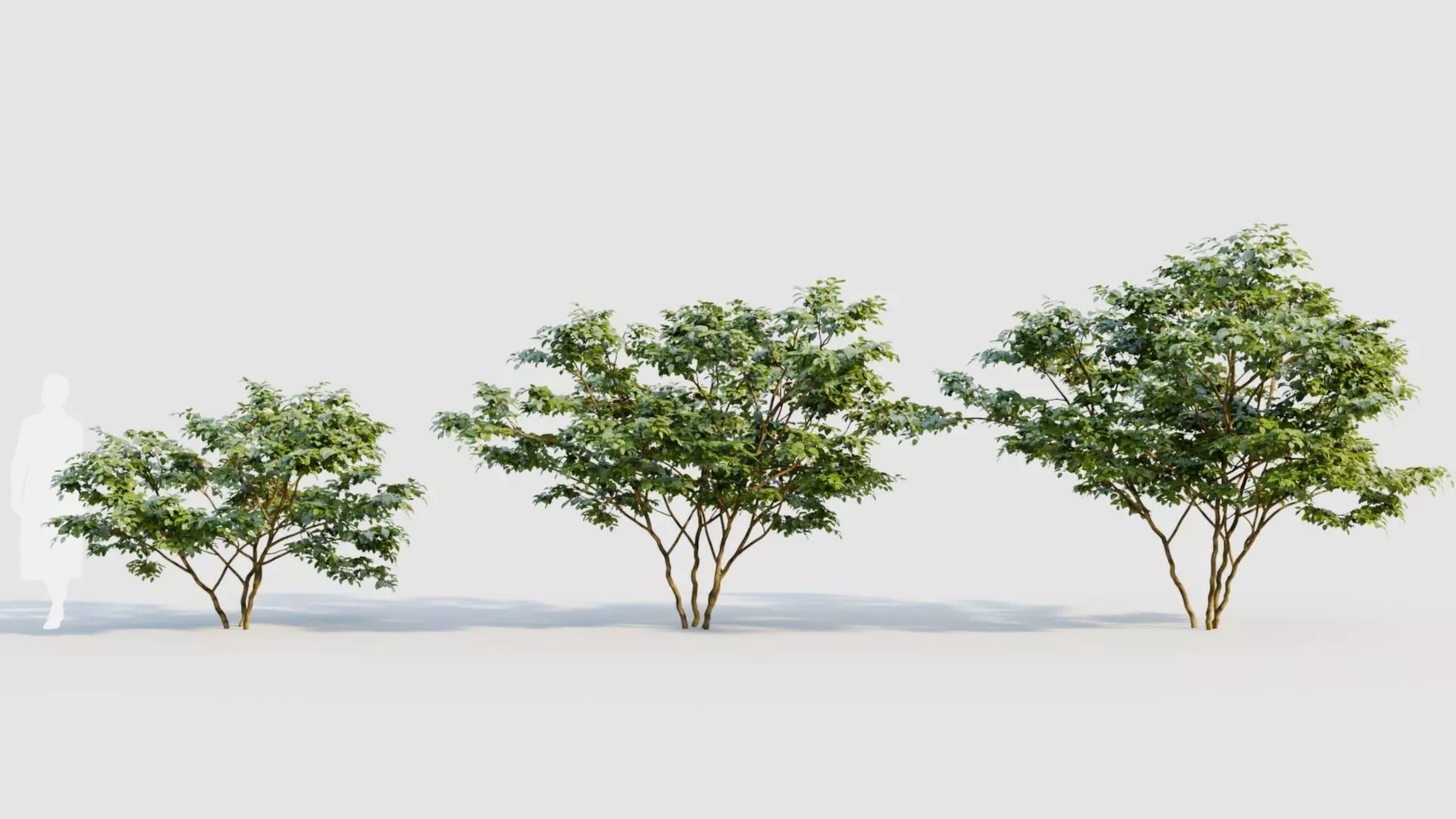 Vaccinium corymbosum c 3D model