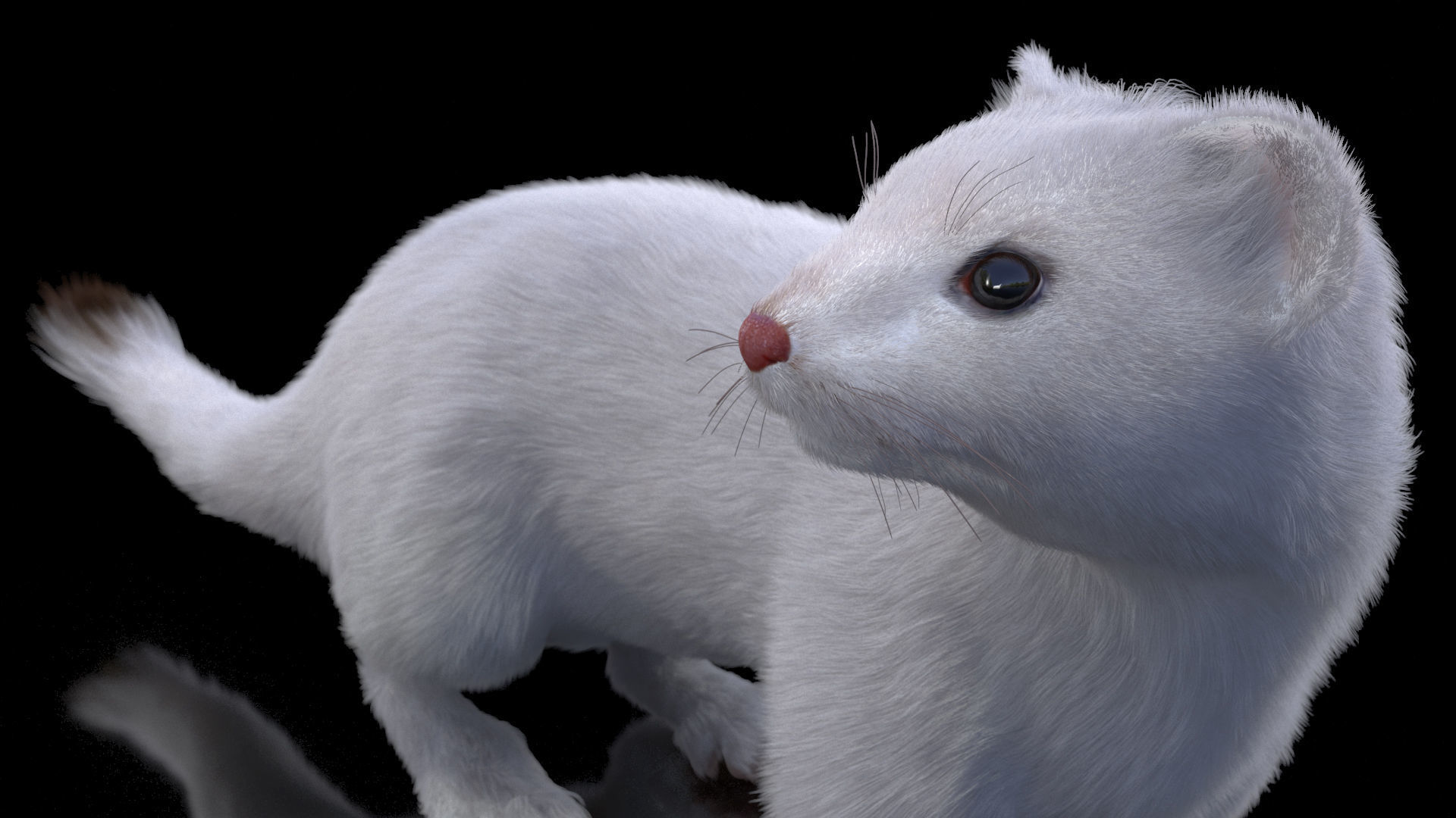 Ermine Mammal White Fur Rigged 3D model