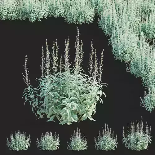 Artemisia Ludoviciana flower 3D model