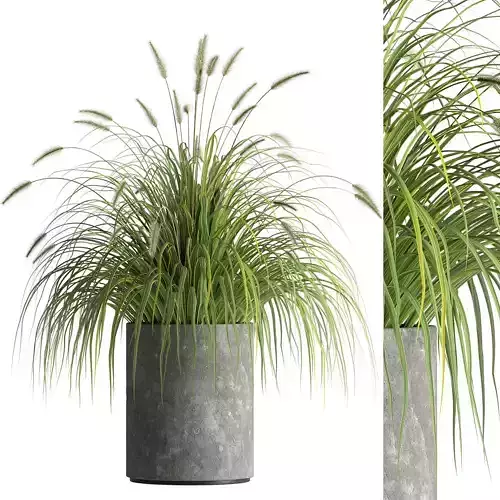 Indoor Bonsai Plants 08