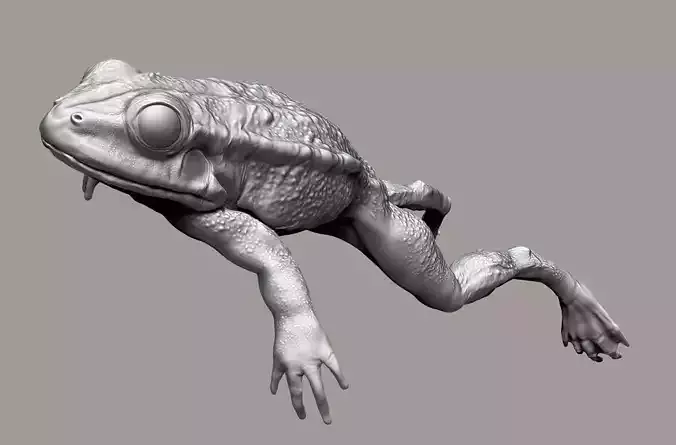 Realistic Frog