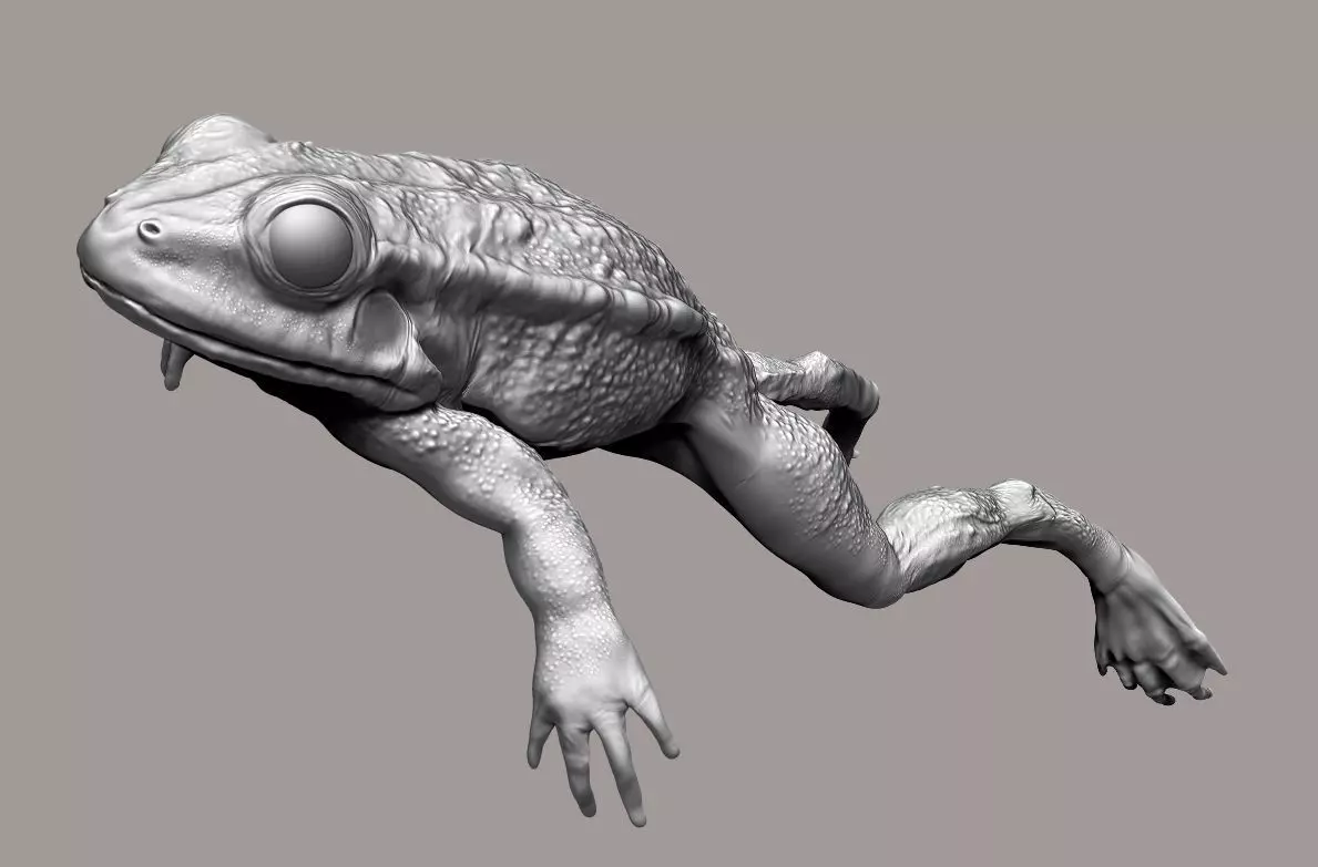 Realistic Frog 3D print model_0
