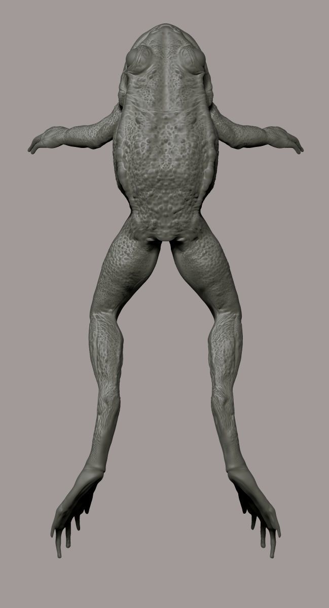 Realistic Frog 3D print model_2