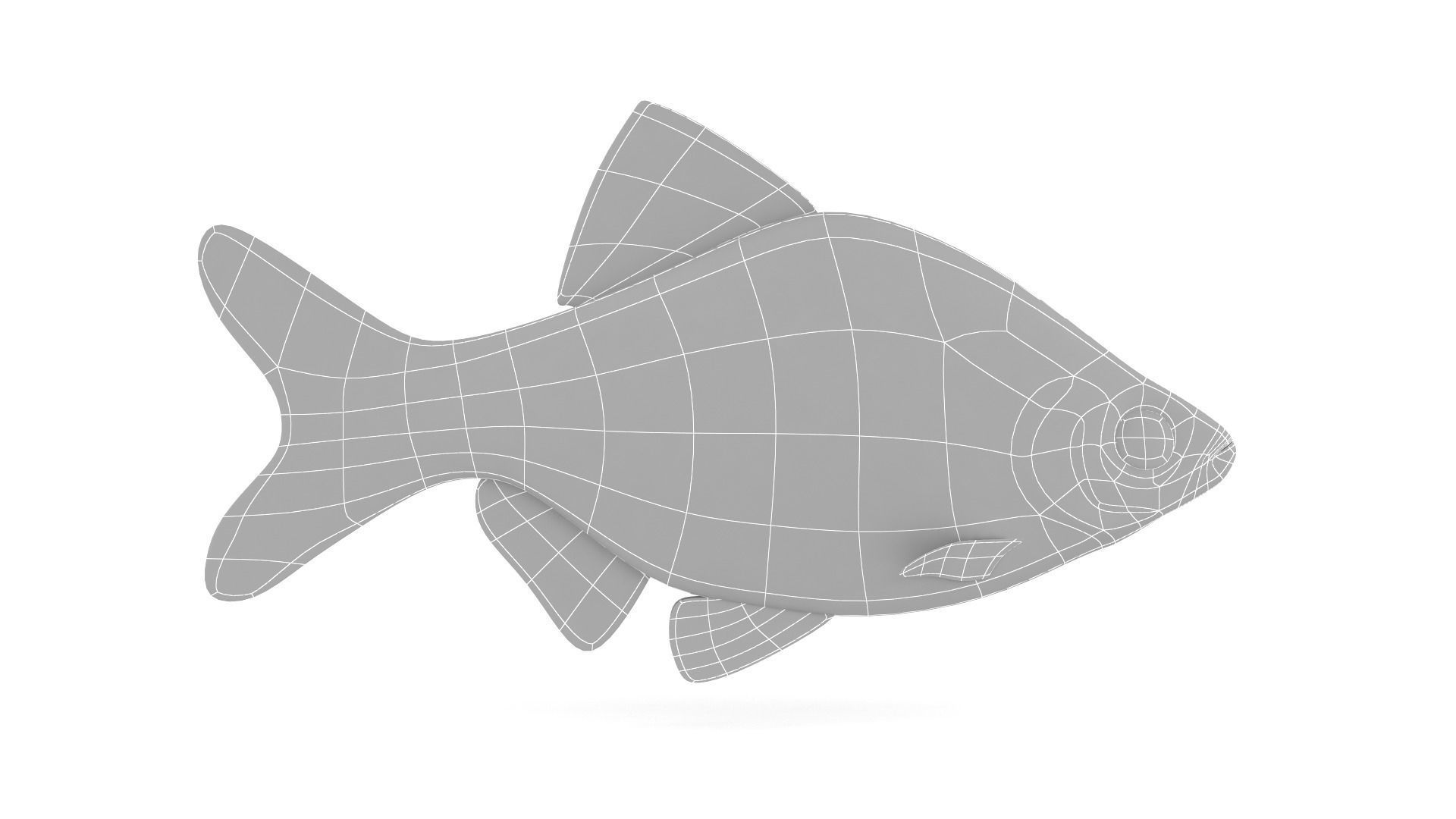 Red Tiger Barb 3D model_5