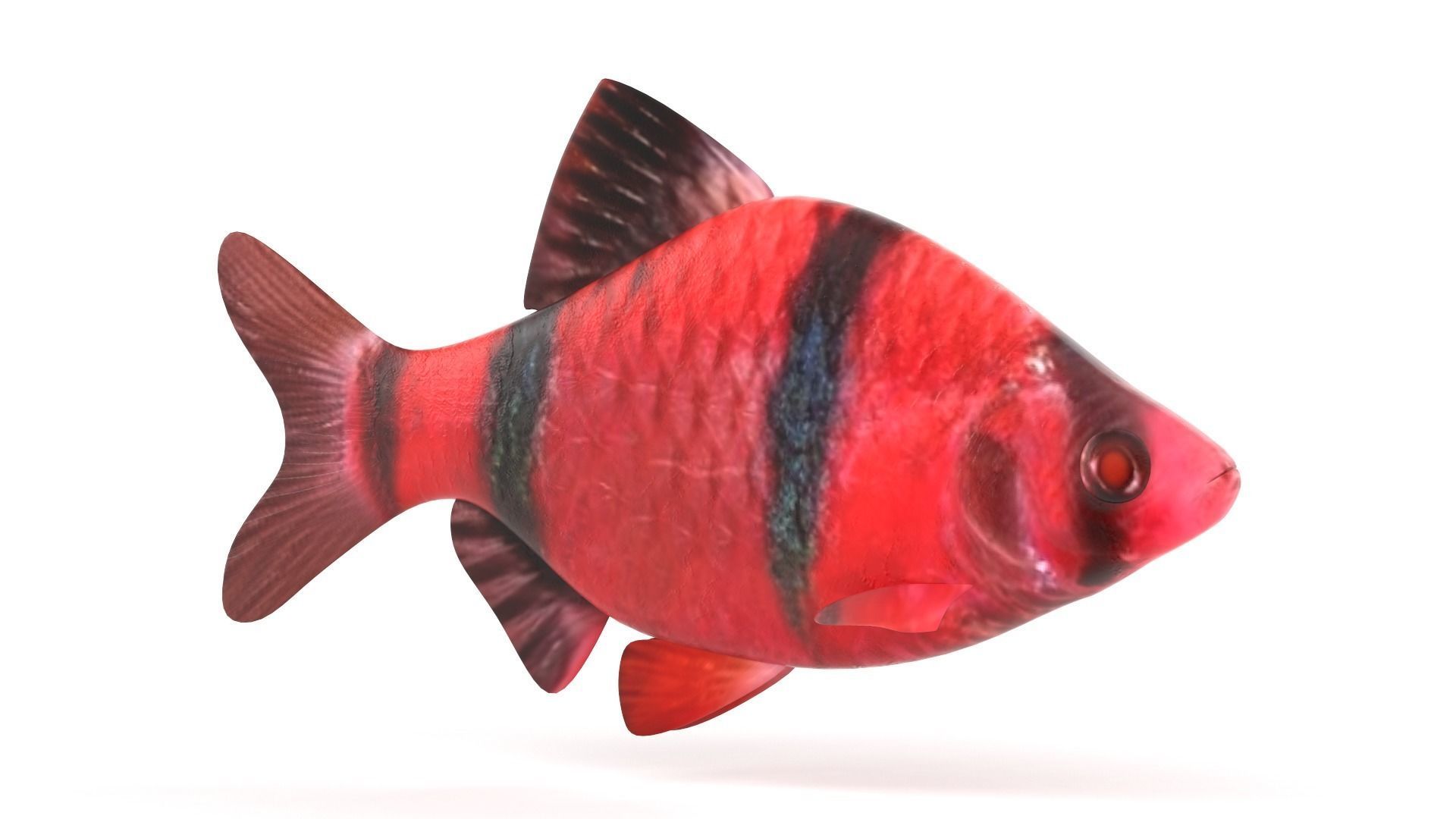 Red Tiger Barb 3D model_2