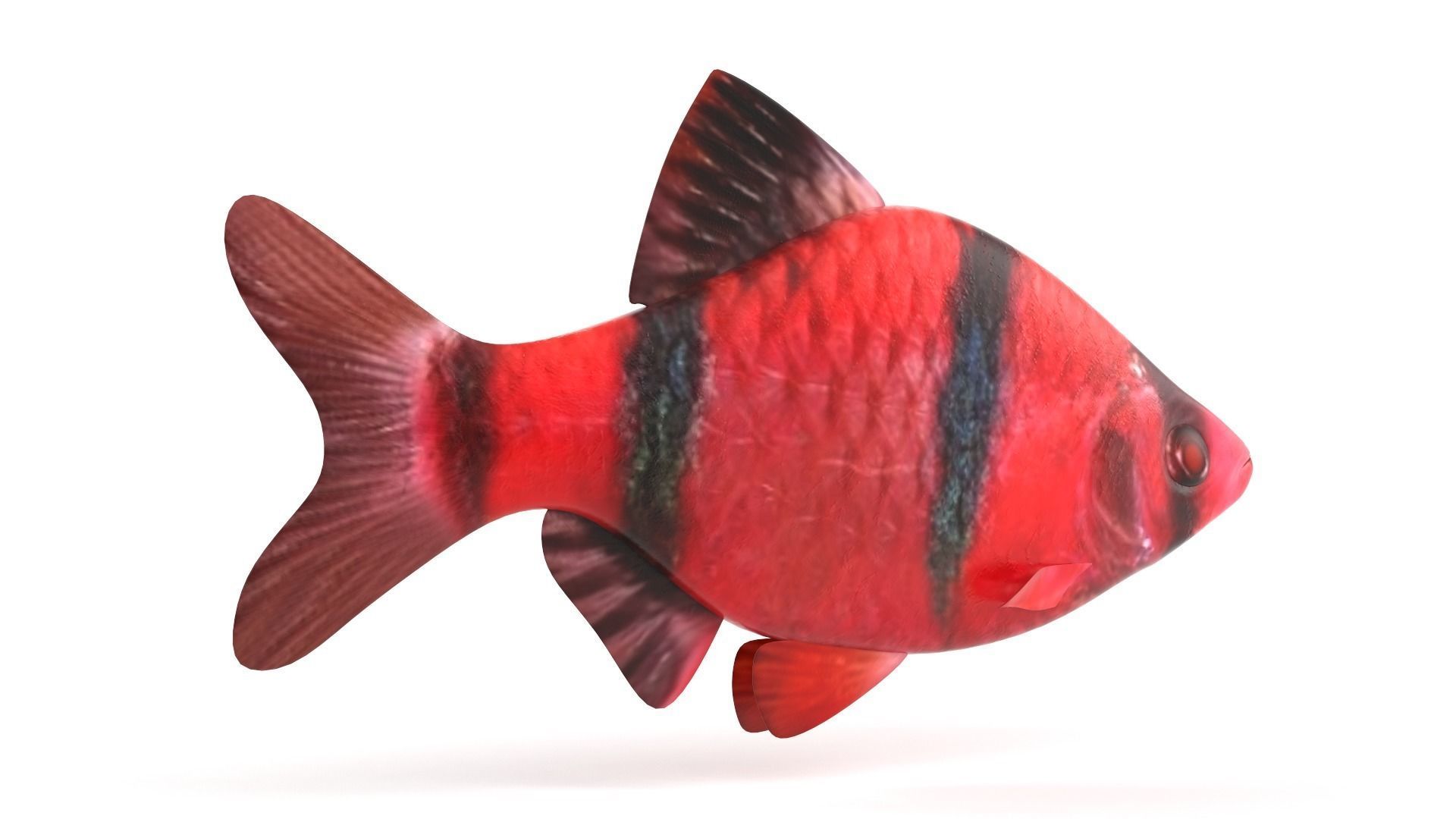 Red Tiger Barb 3D model_3