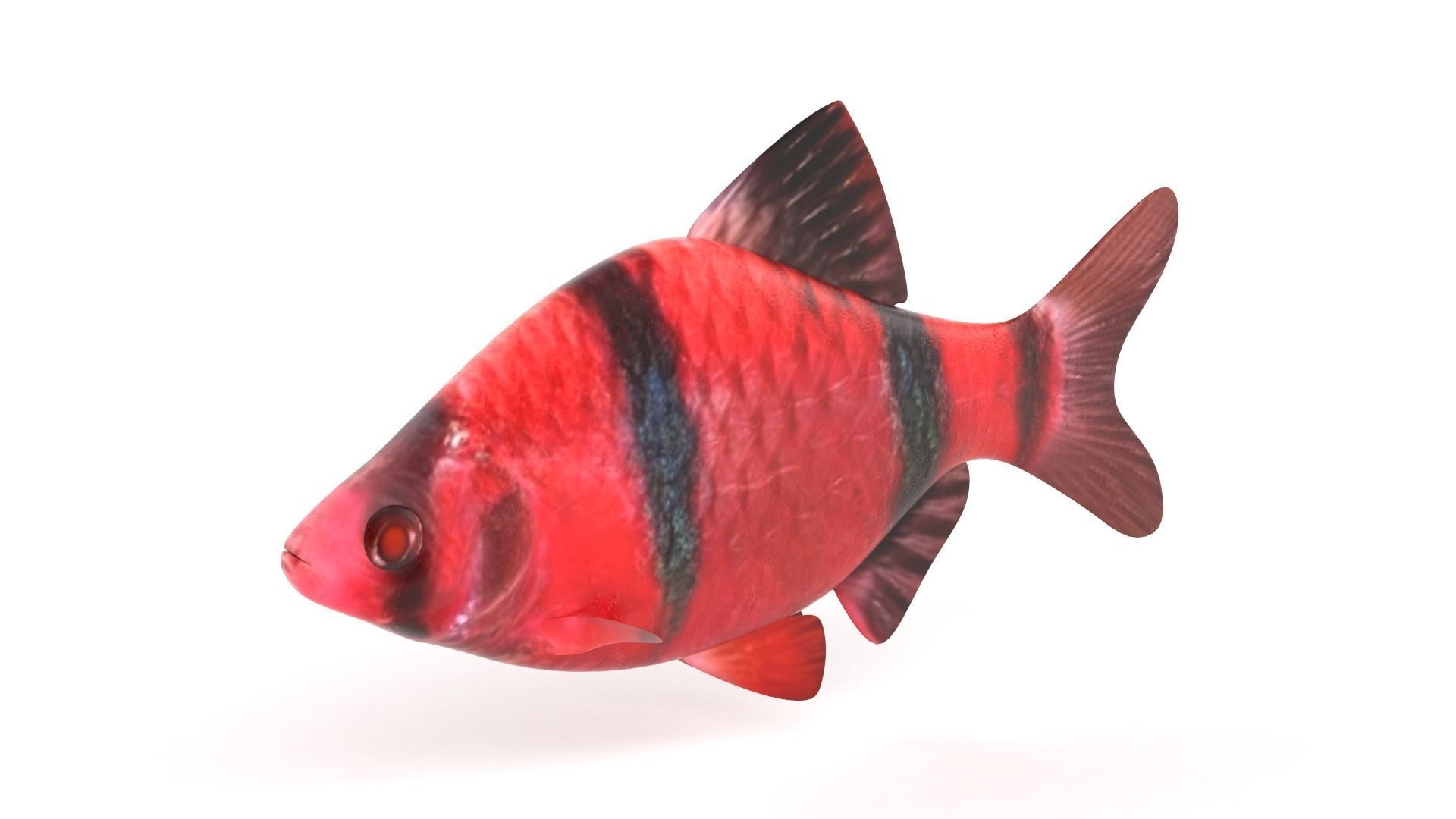 Red Tiger Barb 3D model_4