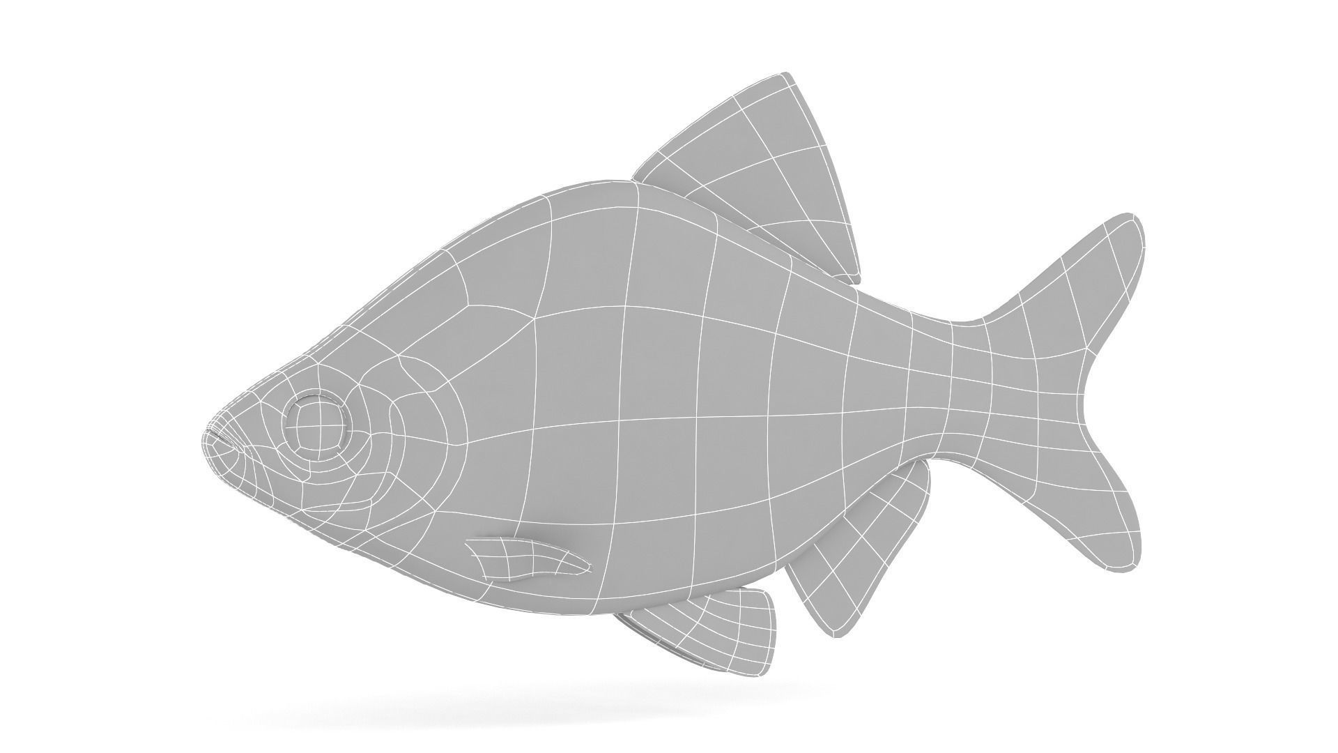 Red Tiger Barb 3D model_6