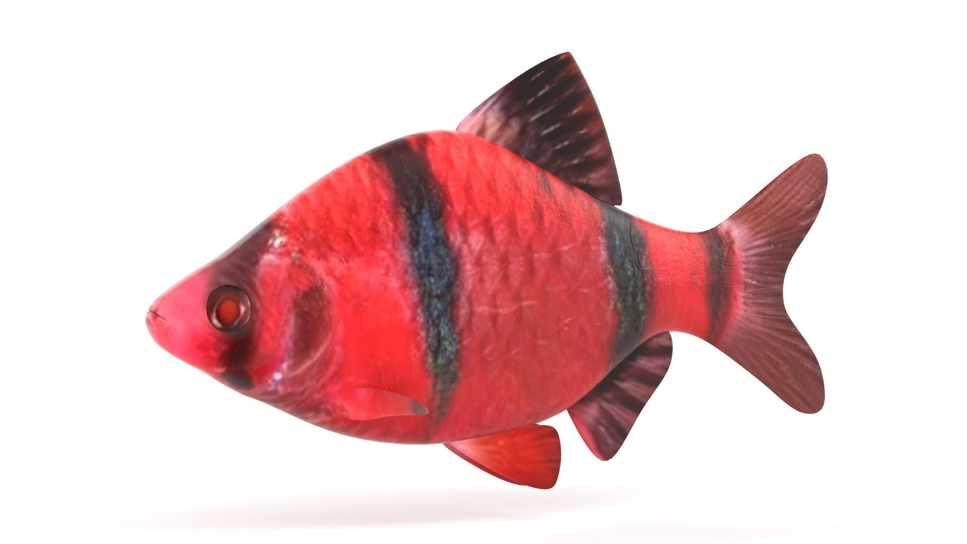 Red Tiger Barb 3D model_1