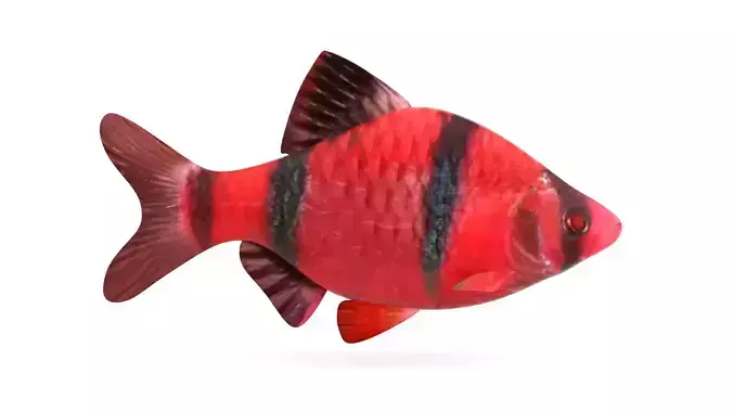 Red Tiger Barb 3D model