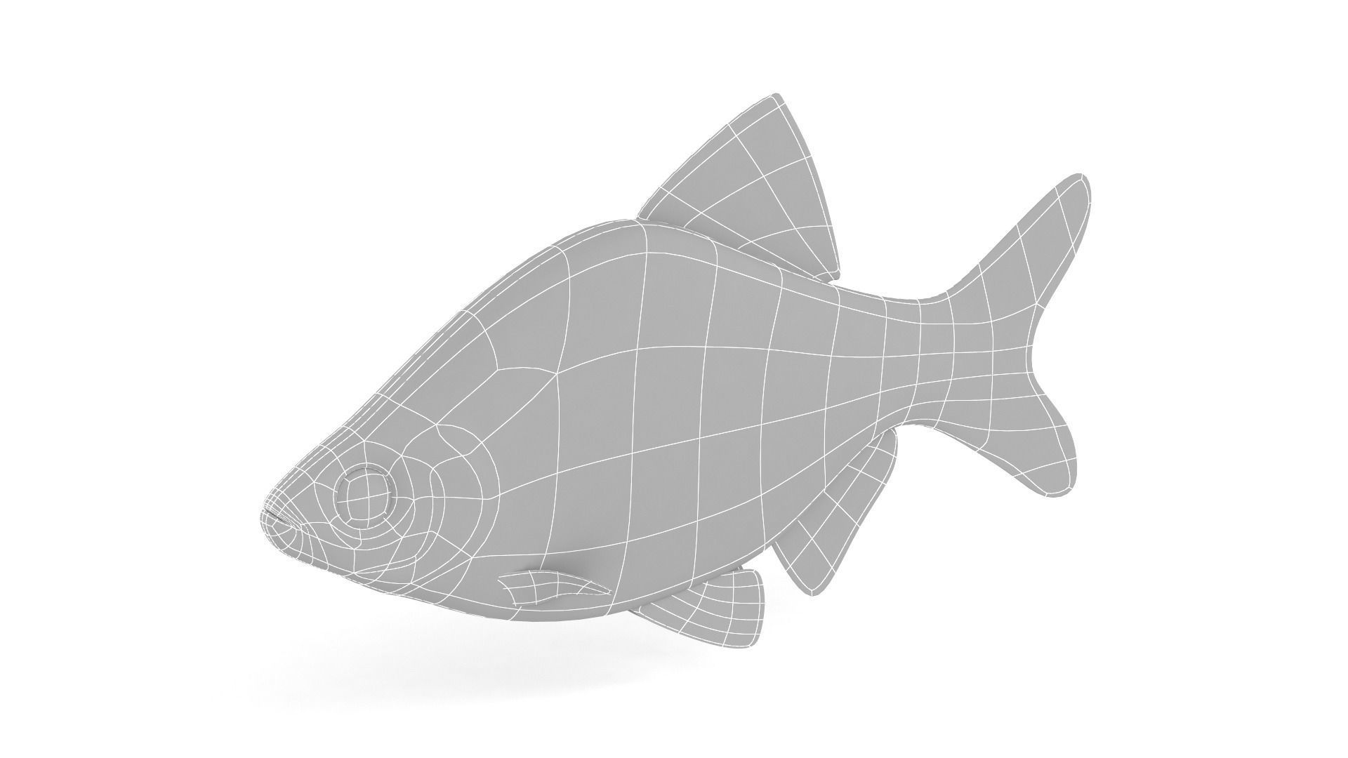 Red Tiger Barb 3D model_9