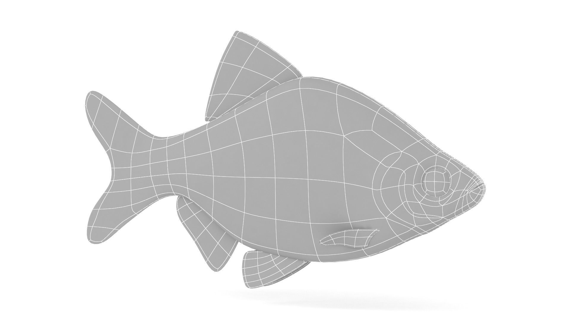 Red Tiger Barb 3D model_7