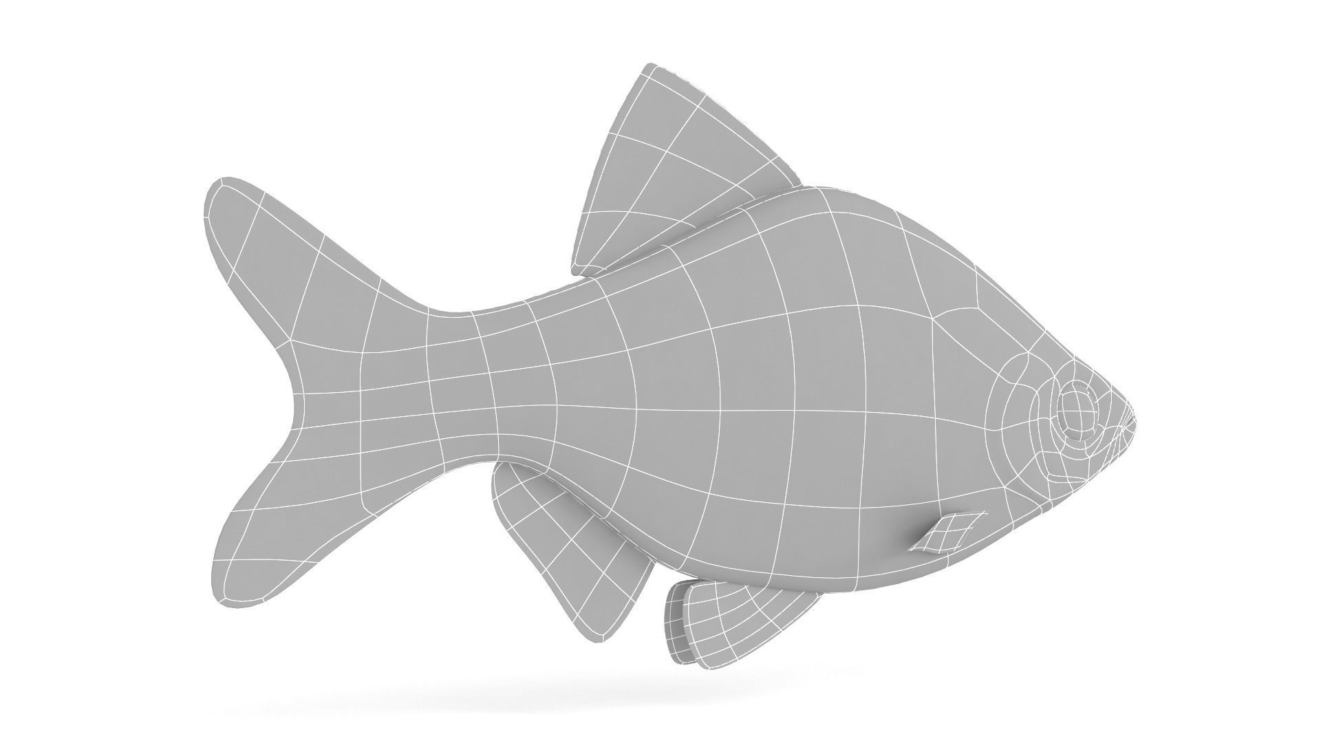 Red Tiger Barb 3D model_8