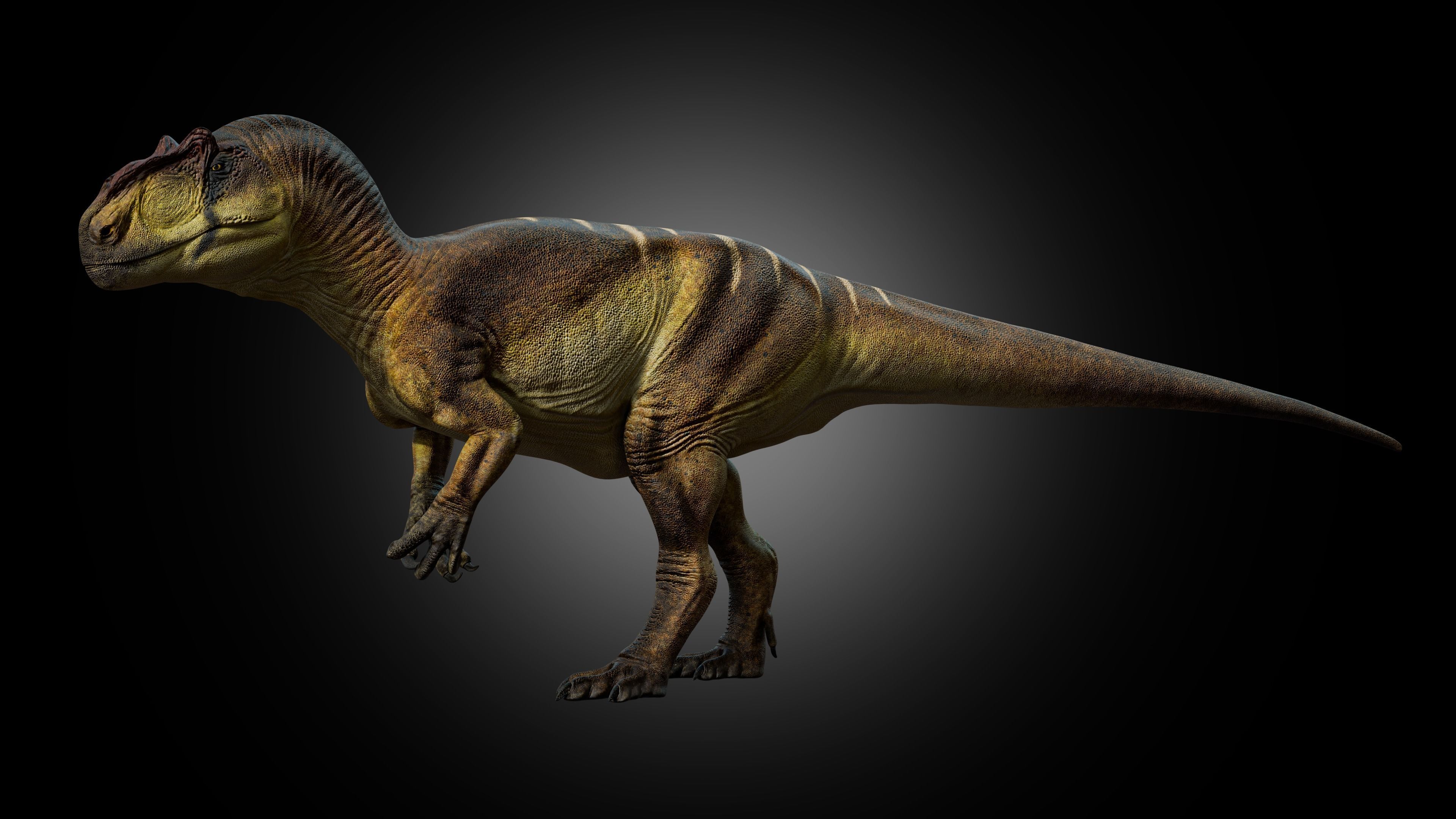 Allosaurus fragilis 2024 Version Low-poly 3D model_1