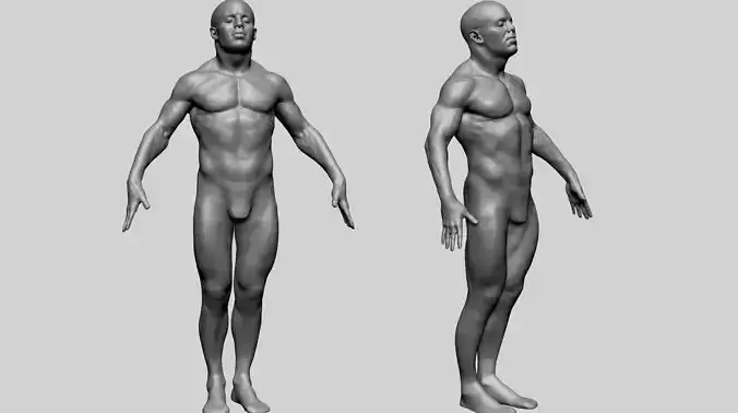 Male Anatomy G 3D model