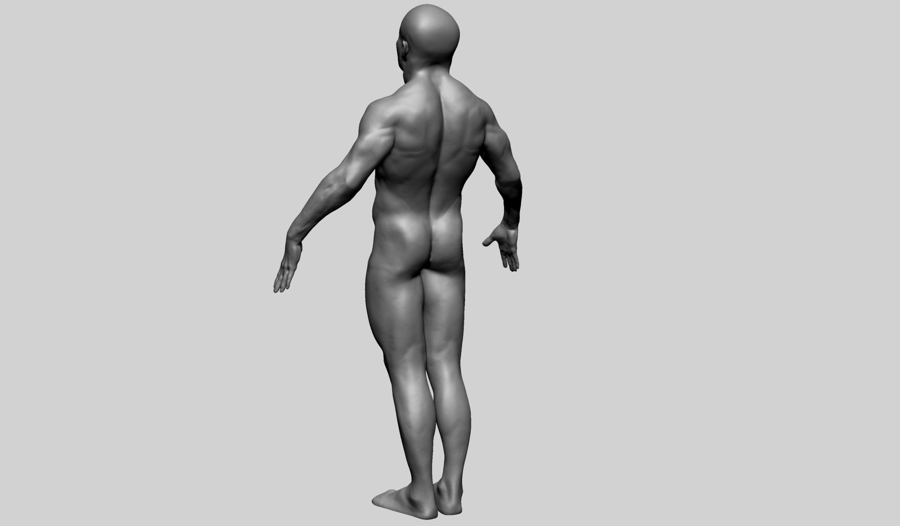 Male Anatomy G 3D model_6