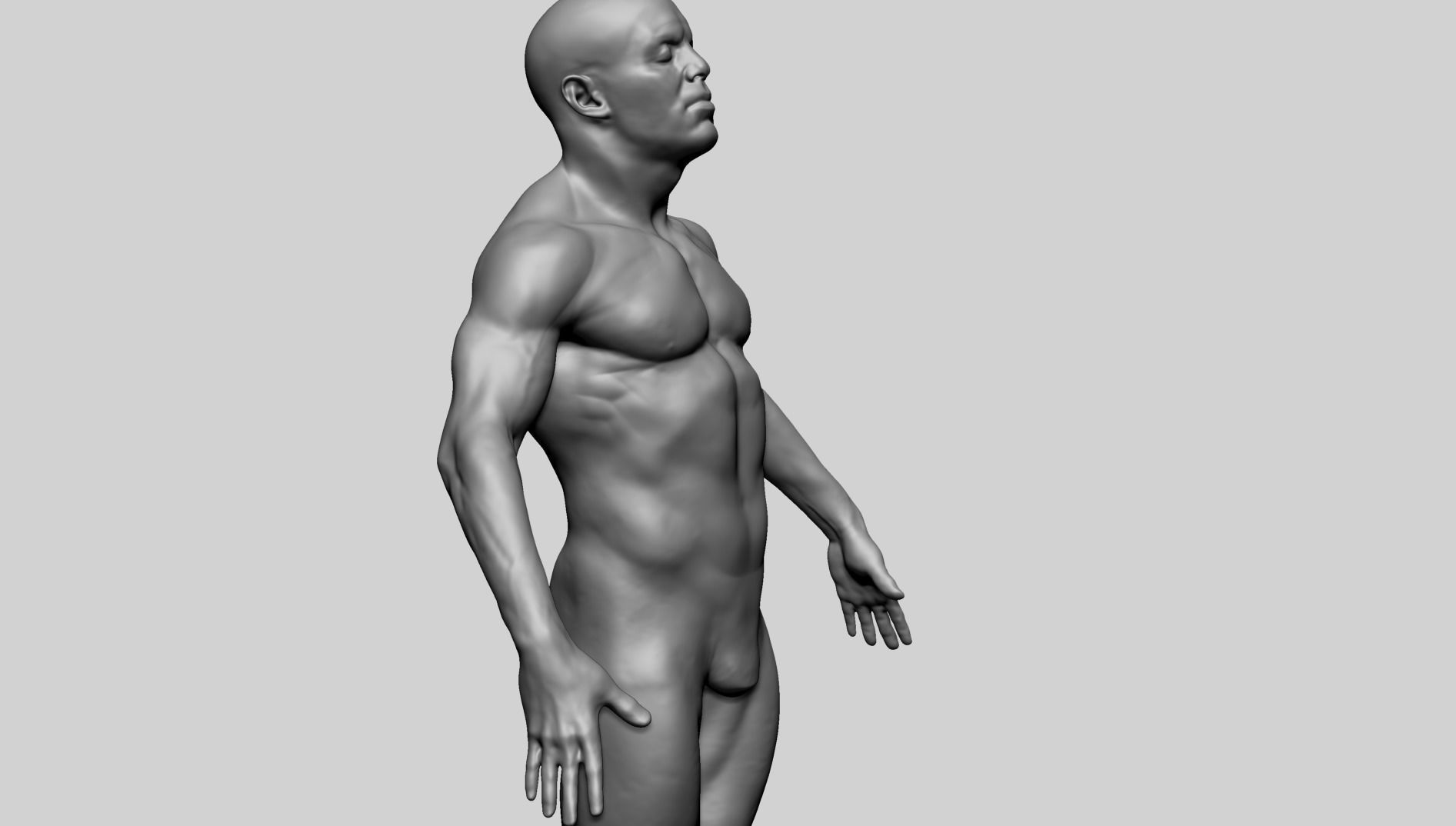 Male Anatomy G 3D model_11