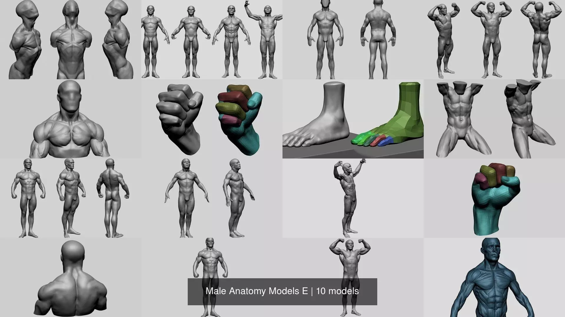 Male Anatomy Models E 3D Model Collection_0