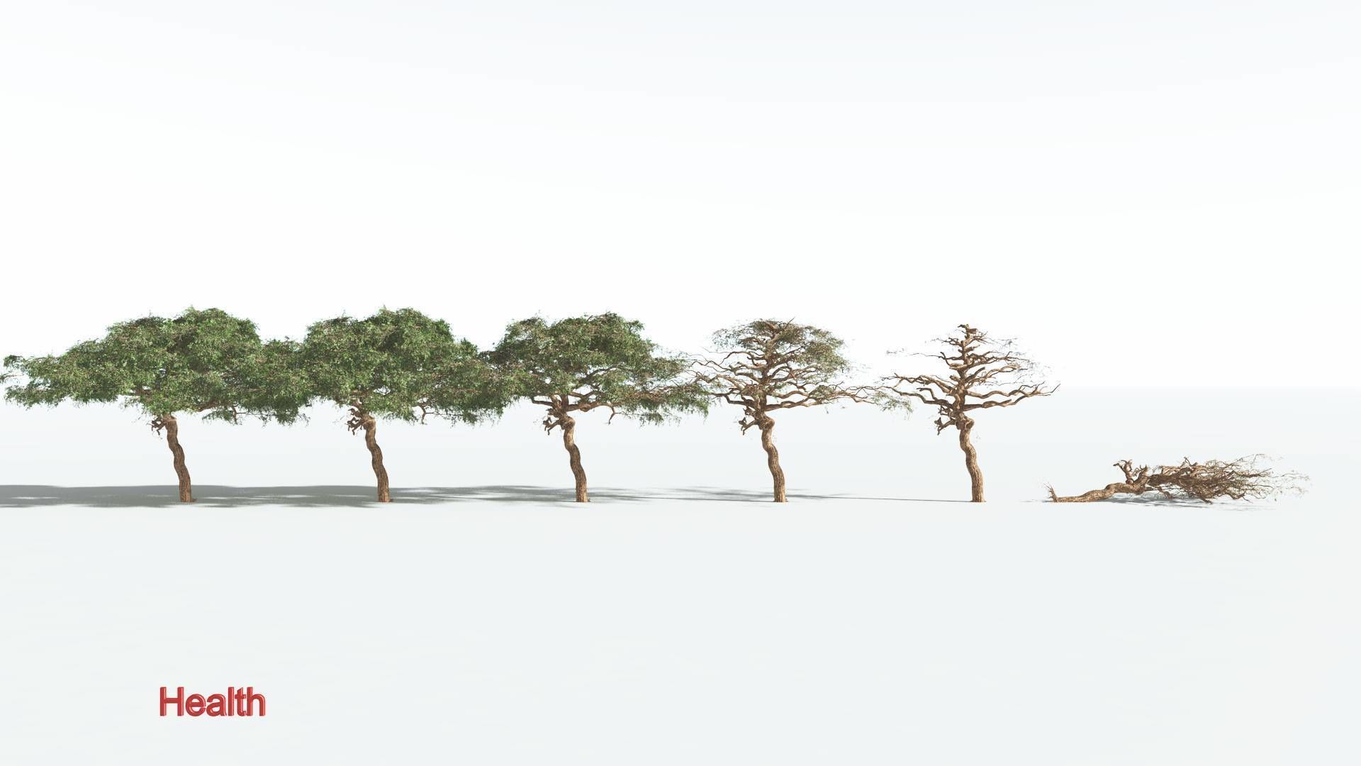 EVERYPlant Umbrella Thorn Acacia 1 --12 Models-- 3D model_1