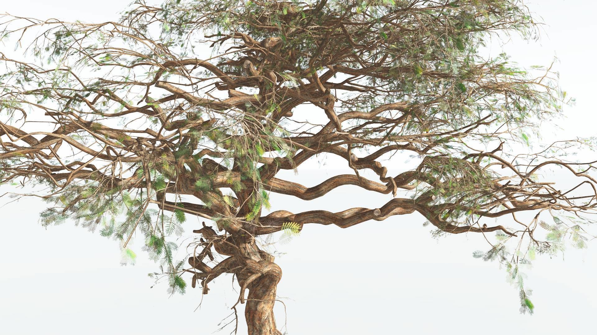 EVERYPlant Umbrella Thorn Acacia 1 --12 Models-- 3D model_11