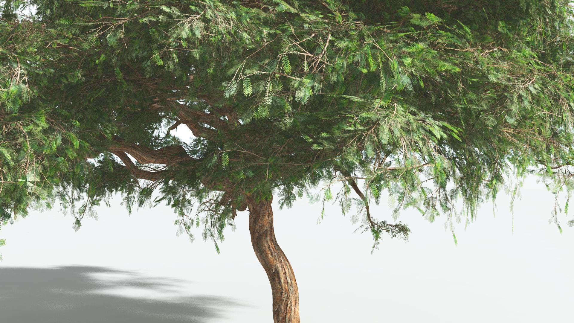 EVERYPlant Umbrella Thorn Acacia 1 --12 Models-- 3D model_19