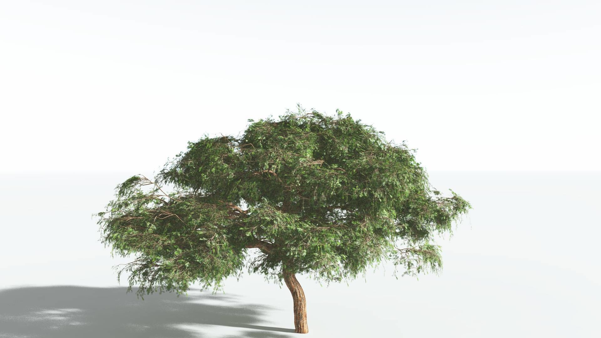 EVERYPlant Umbrella Thorn Acacia 1 --12 Models-- 3D model_18