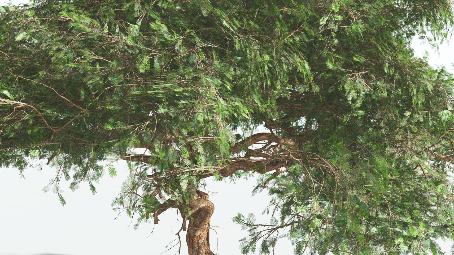 EVERYPlant Umbrella Thorn Acacia 1 --12 Models-- 3D model_27