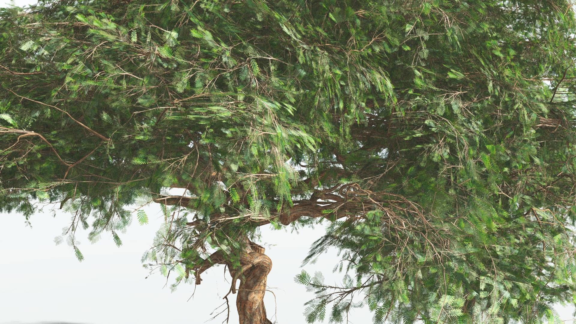 EVERYPlant Umbrella Thorn Acacia 1 --12 Models-- 3D model_7