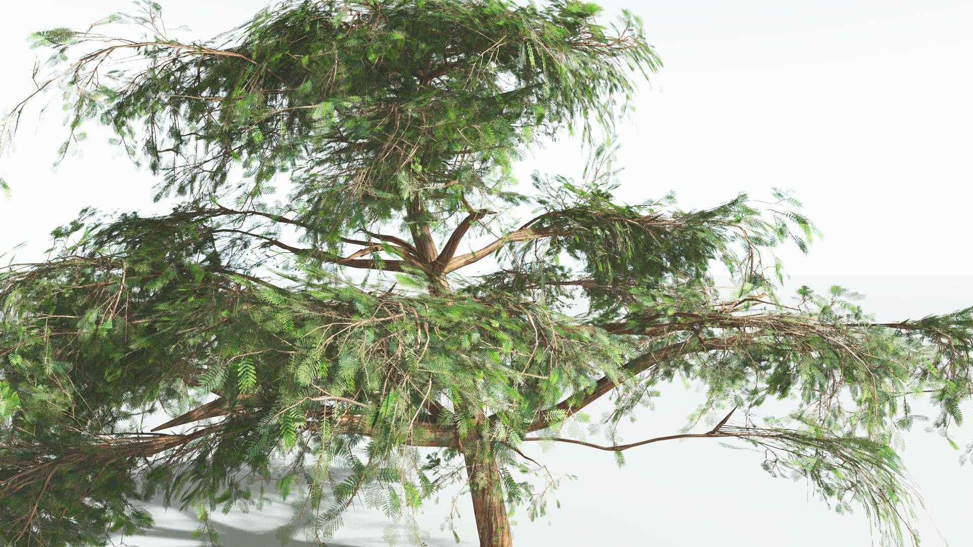 EVERYPlant Umbrella Thorn Acacia 1 --12 Models-- 3D model_21