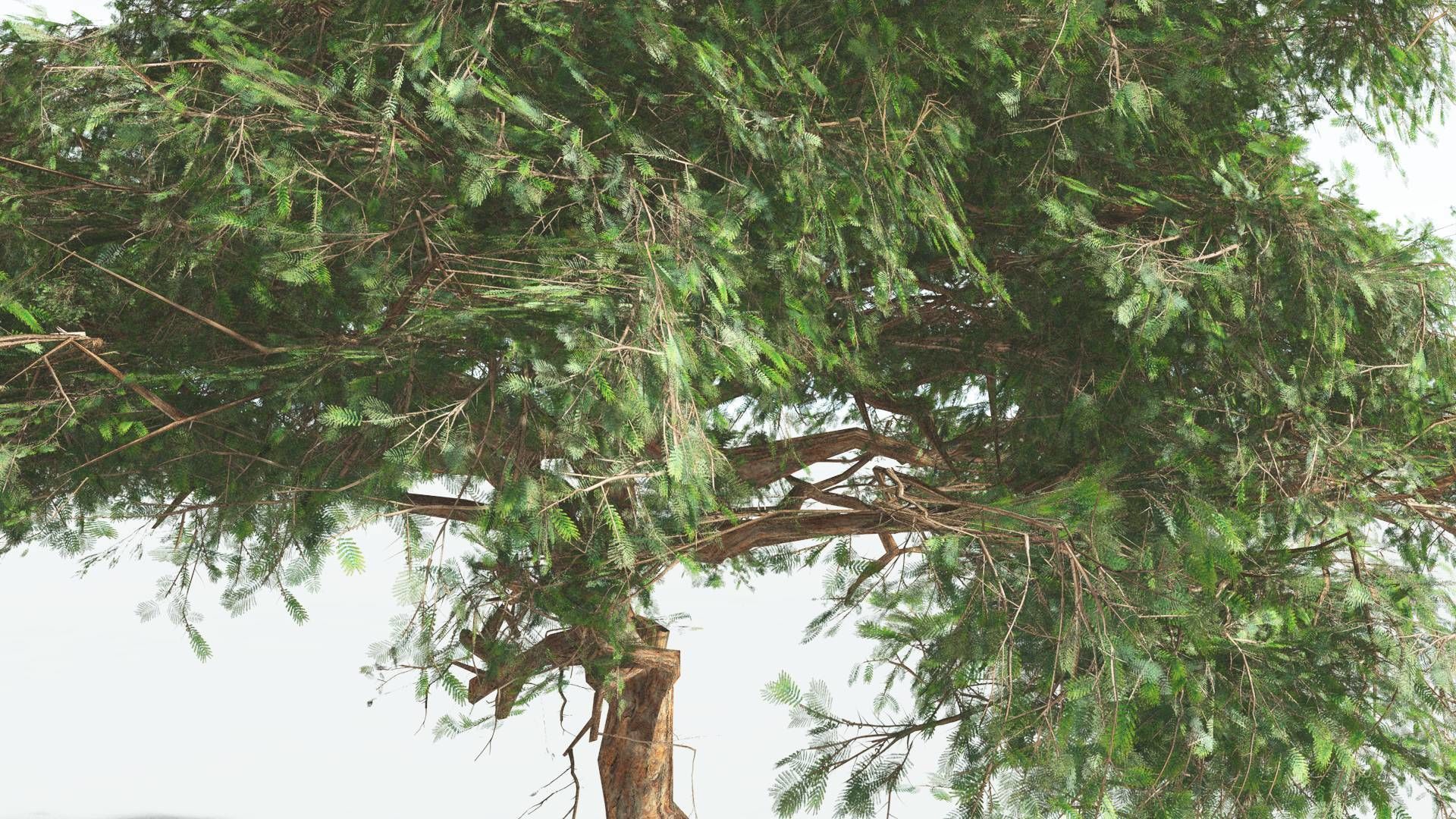 EVERYPlant Umbrella Thorn Acacia 1 --12 Models-- 3D model_25