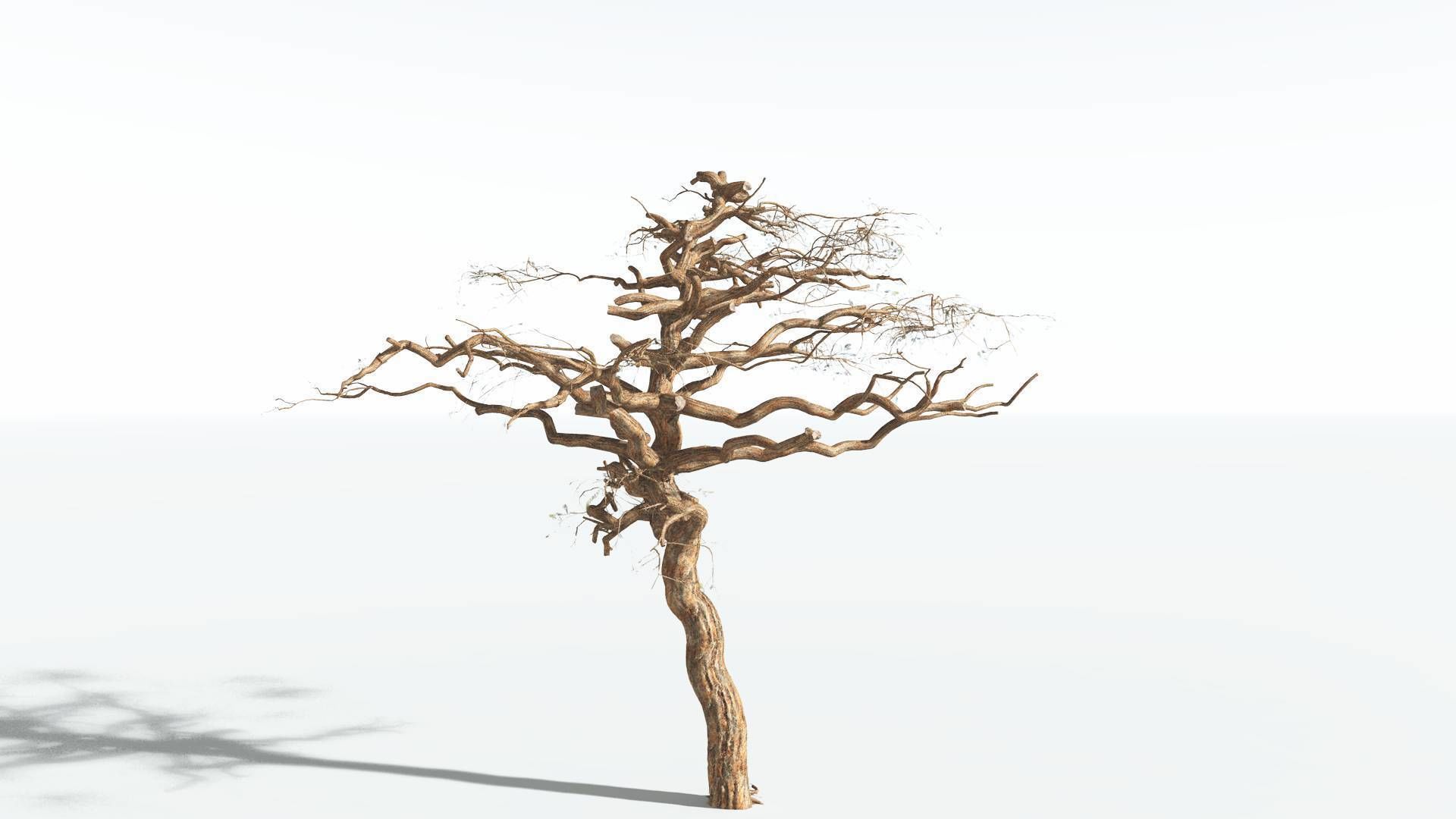 EVERYPlant Umbrella Thorn Acacia 1 --12 Models-- 3D model_12