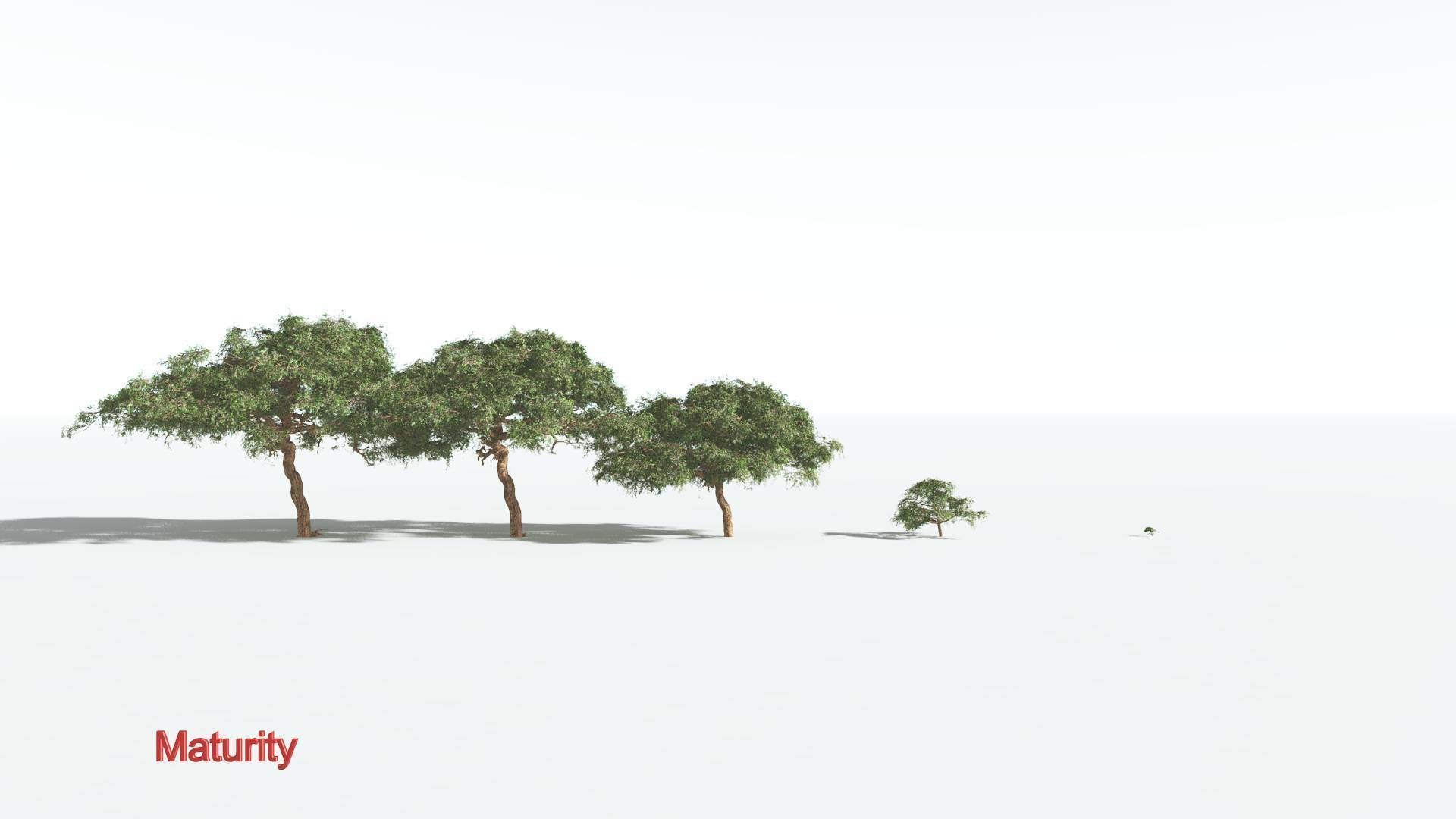 EVERYPlant Umbrella Thorn Acacia 1 --12 Models-- 3D model_2