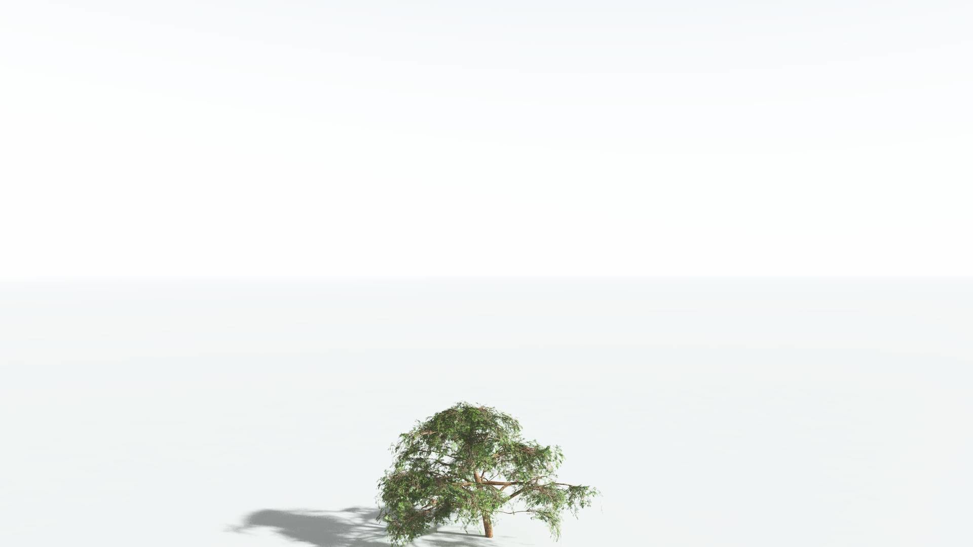 EVERYPlant Umbrella Thorn Acacia 1 --12 Models-- 3D model_20