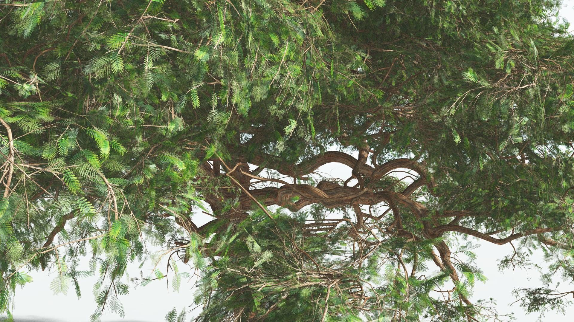 EVERYPlant Umbrella Thorn Acacia 1 --12 Models-- 3D model_17