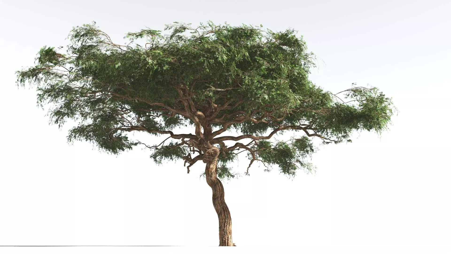 EVERYPlant Umbrella Thorn Acacia 1 --12 Models-- 3D model_0