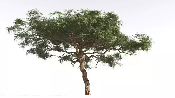 EVERYPlant Umbrella Thorn Acacia 1 --12 Models-- 3D model