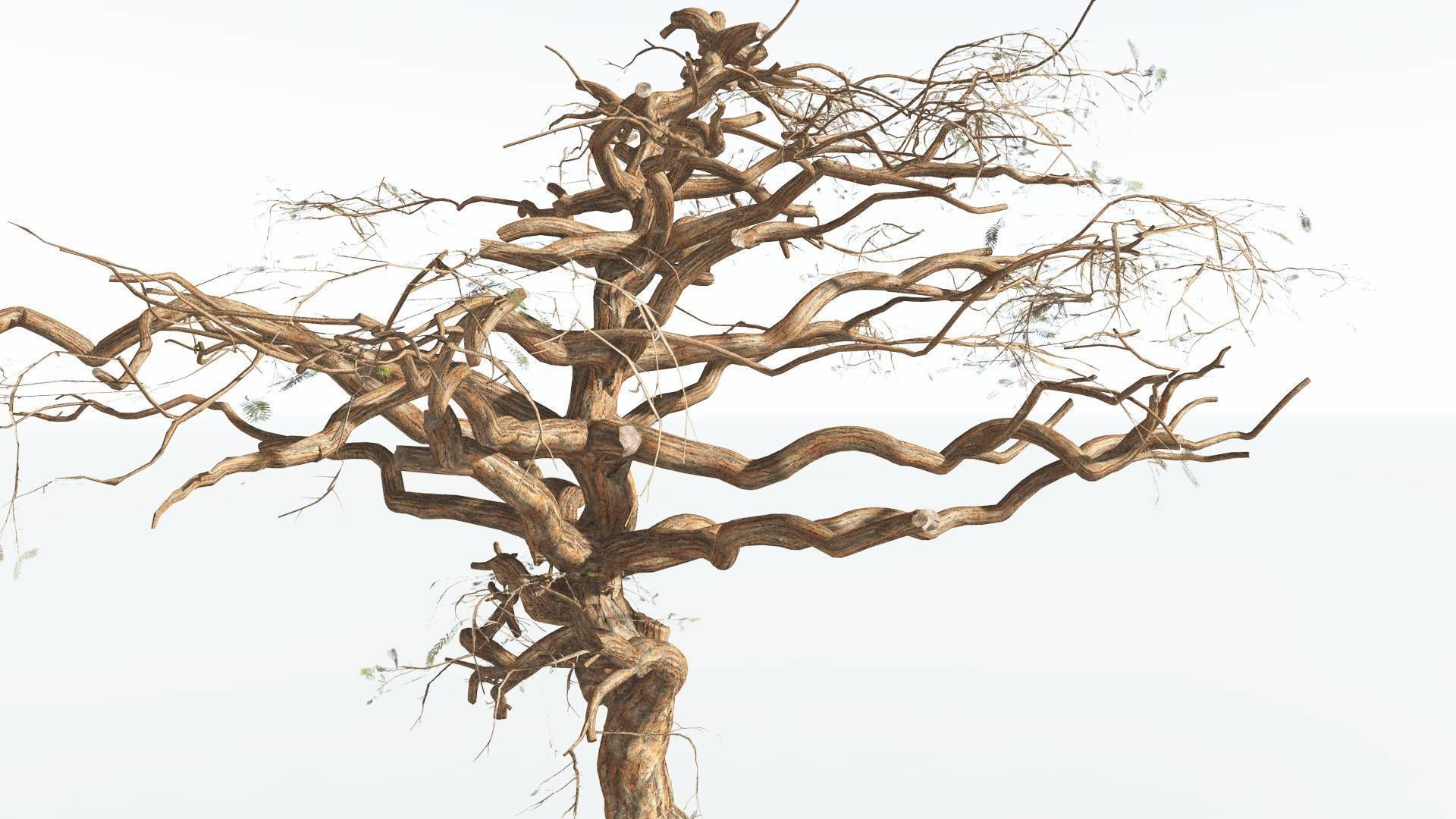 EVERYPlant Umbrella Thorn Acacia 1 --12 Models-- 3D model_13