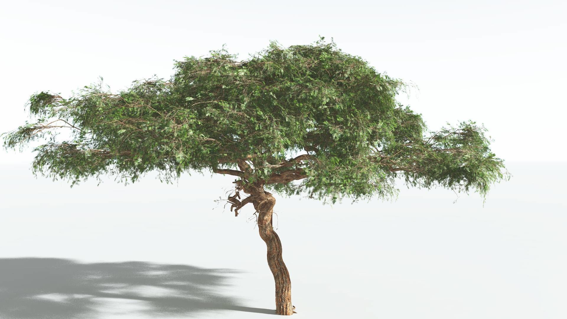EVERYPlant Umbrella Thorn Acacia 1 --12 Models-- 3D model_26