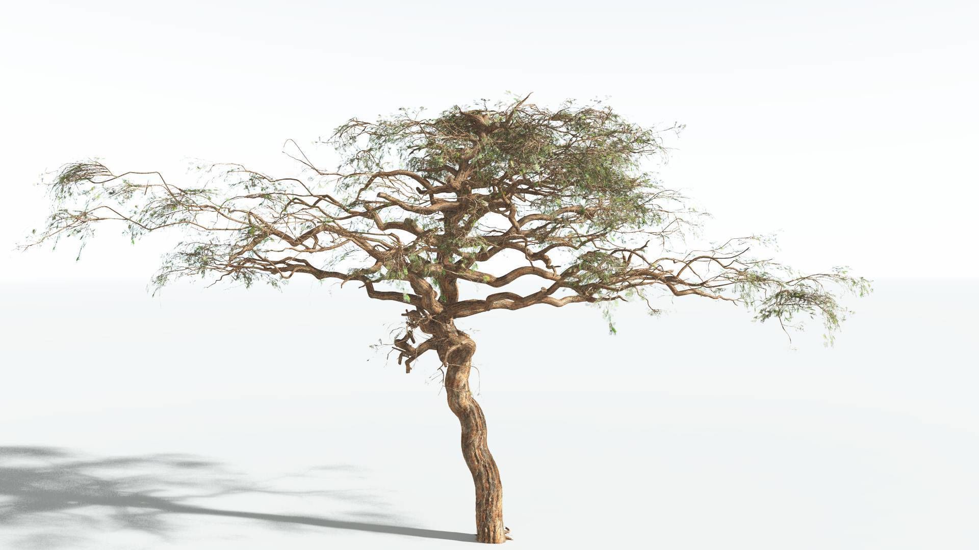 EVERYPlant Umbrella Thorn Acacia 1 --12 Models-- 3D model_10
