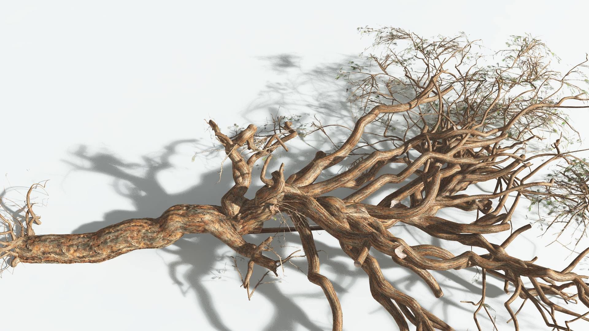 EVERYPlant Umbrella Thorn Acacia 1 --12 Models-- 3D model_15